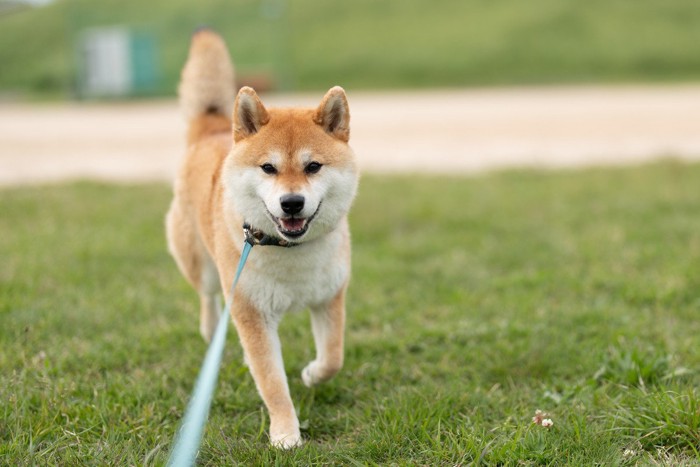 笑顔で歩いてくる柴犬