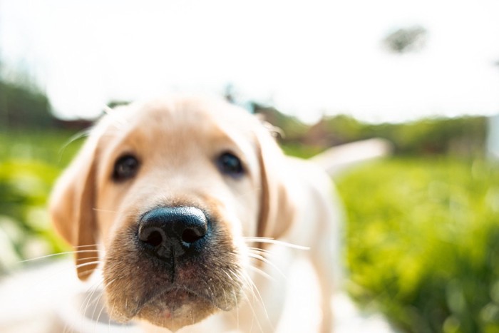 犬の鼻