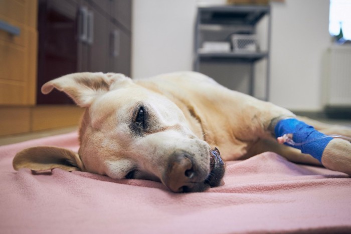 病院で治療中の犬