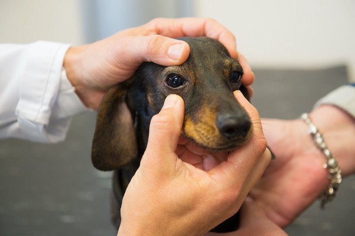 獣医師に目のチェックをされる犬