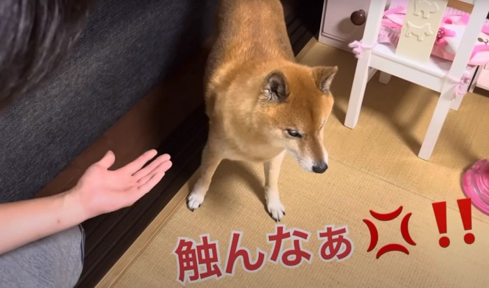 触んなと怒る犬