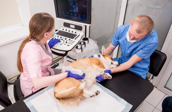 犬がししゃもを食べてしまった時の対処法