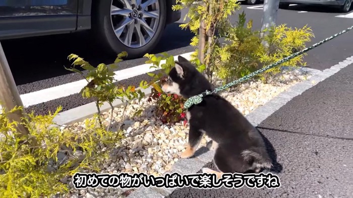 植物ととらくん