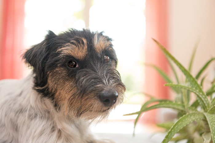 犬と観葉植物