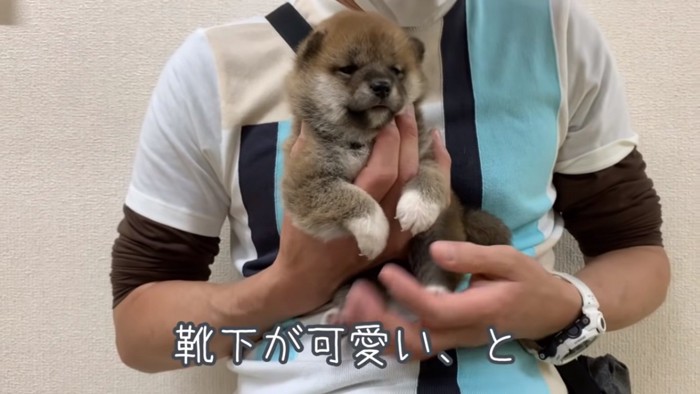 前足が白い柴犬