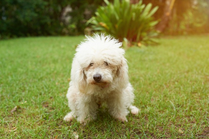 排便する犬