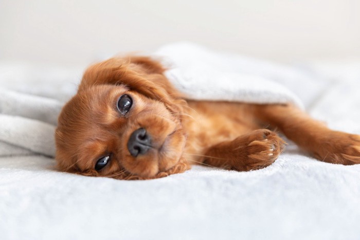 リラックスして見つめてくる犬