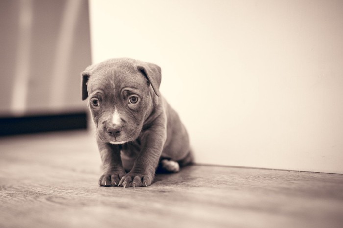 床に座って辛そうな子犬