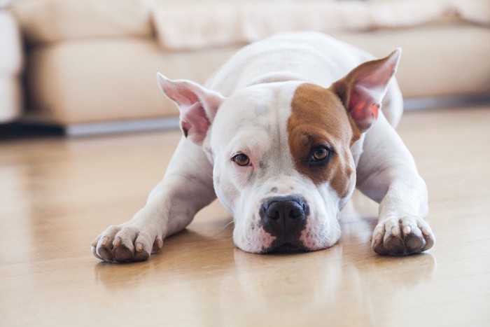 あごをつけて伏せる白茶の犬