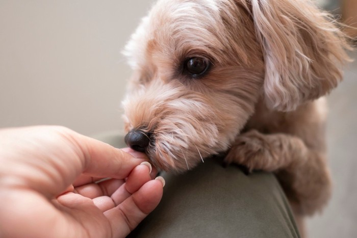 膝に手をのせてにおいを嗅ぐ犬