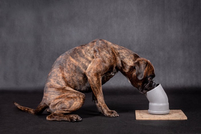 ノーズワークトレーニング中の犬