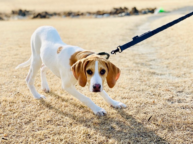 嫌がる犬