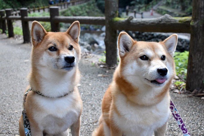 目を輝かせた2匹の柴犬