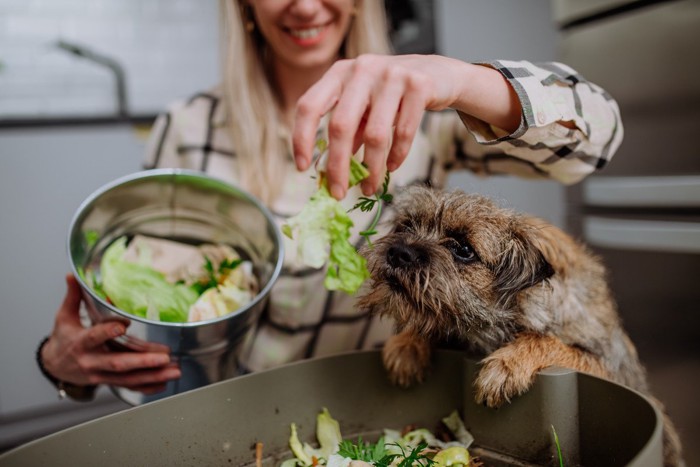 野菜を与えられようとしている犬