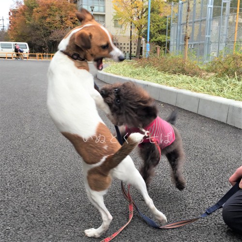 ワンプロするエマさん2枚目。ガブリ