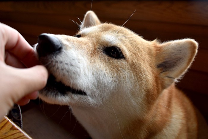 おやつをもらう柴犬