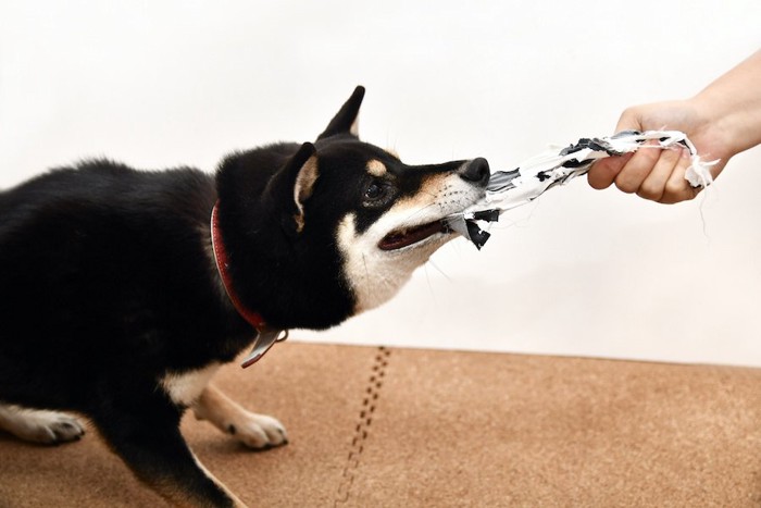 破壊されたサッカーボールのオモチャを引っ張る犬