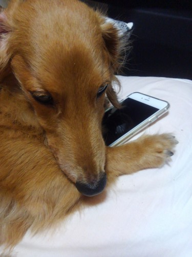 スマホを隠す愛犬