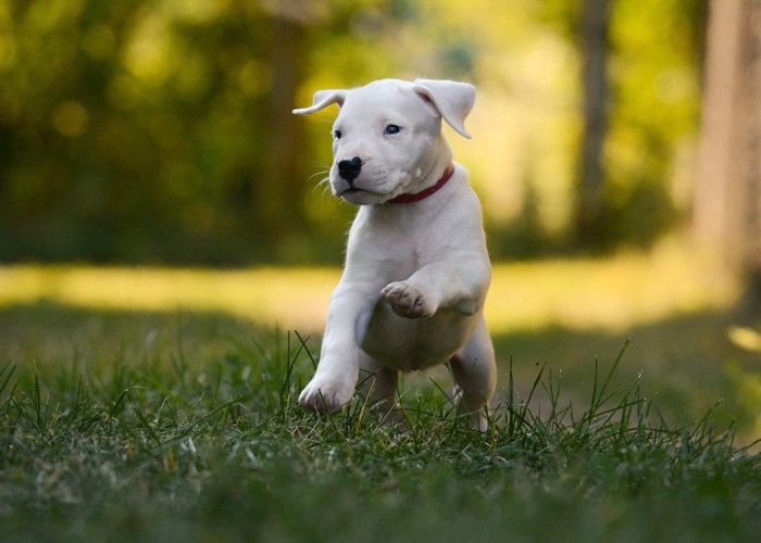 ドゴアルヘンティーノの子犬