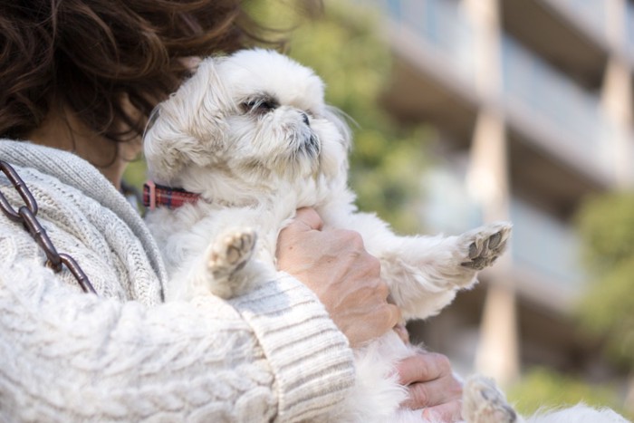 抱っこされる犬