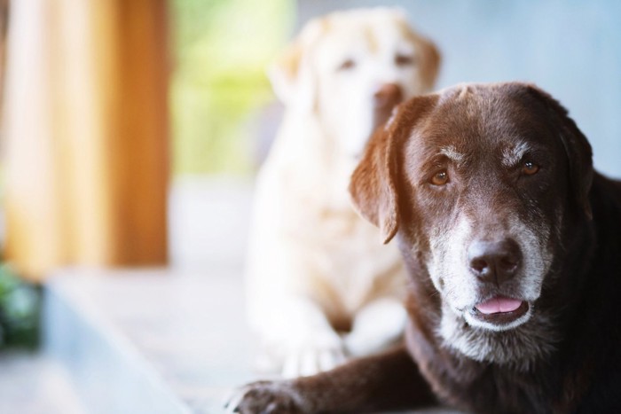 顔が白くなった2頭のシニア犬