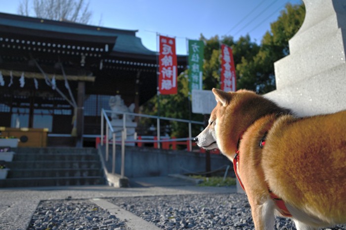 神社と柴犬