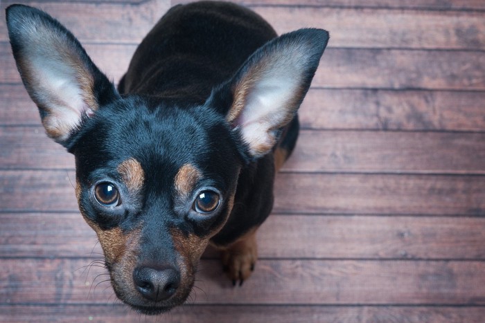 見上げている黒い犬