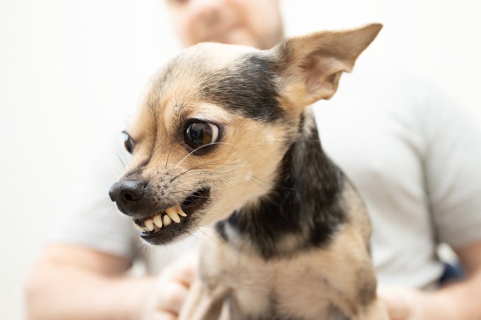 歯を剥きだしている犬