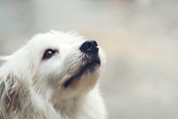 見上げる白い犬の顔のアップ