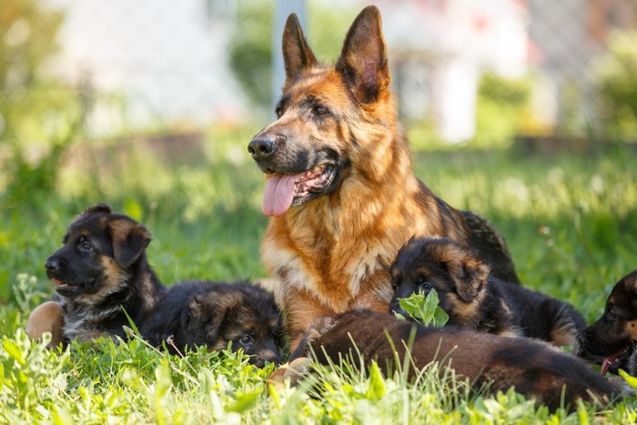 ジャーマンシェパードドッグの成犬と子犬