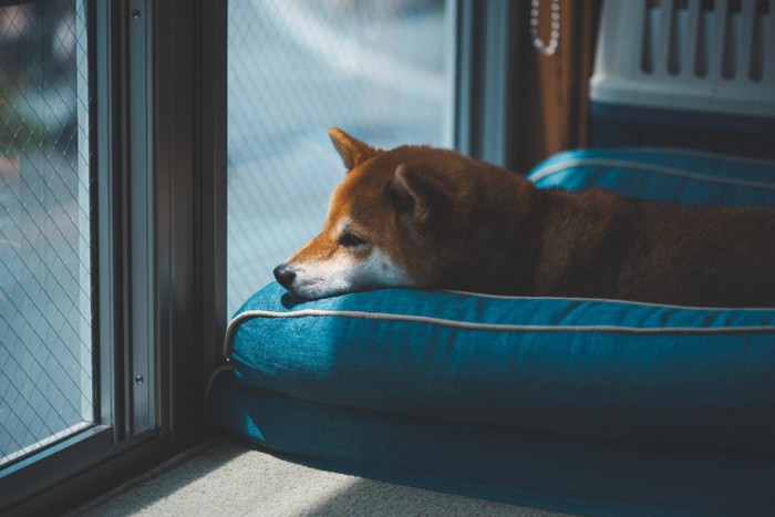 しょんぼりしている犬