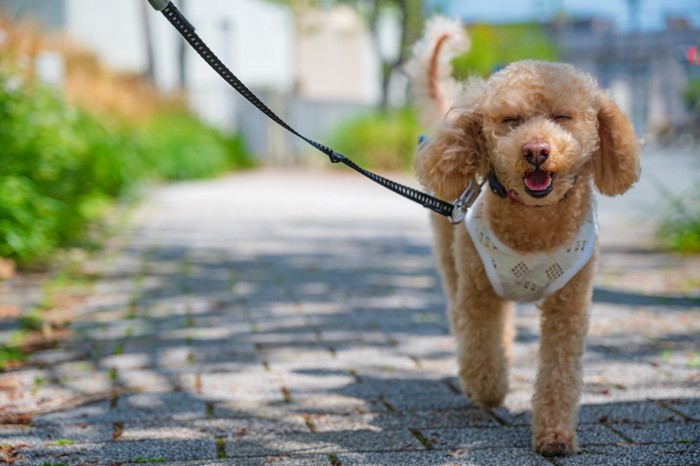 嬉しそうに散歩する犬