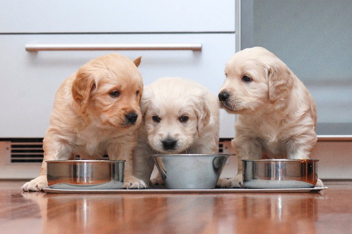 3匹並んでフードを食べる子犬