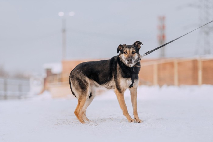 リードを引っ張られている犬