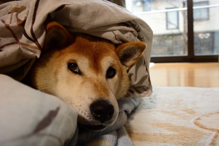 布団に入る柴犬