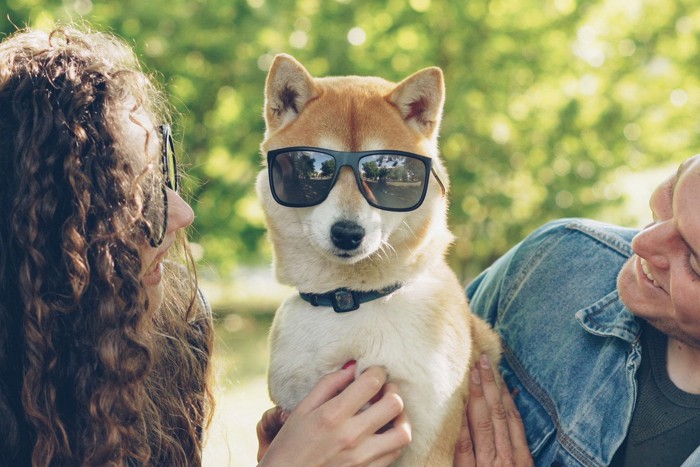 サングラスをかけさせられてからかわれる犬