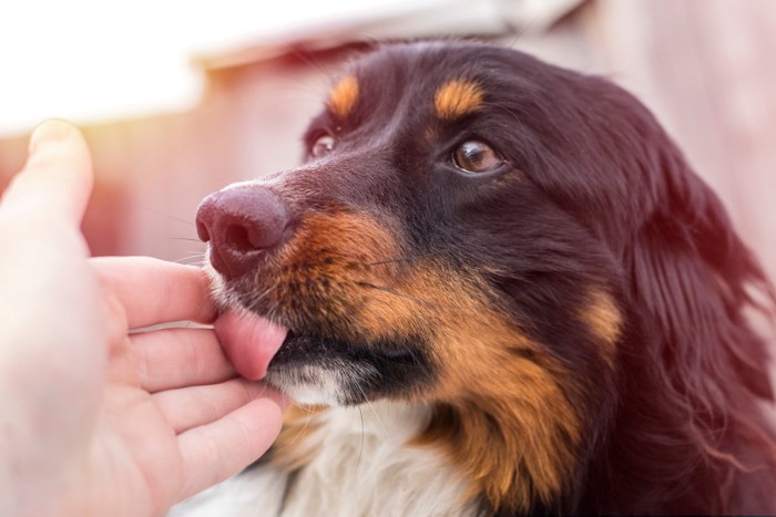 人の手を舐めている黒茶の犬