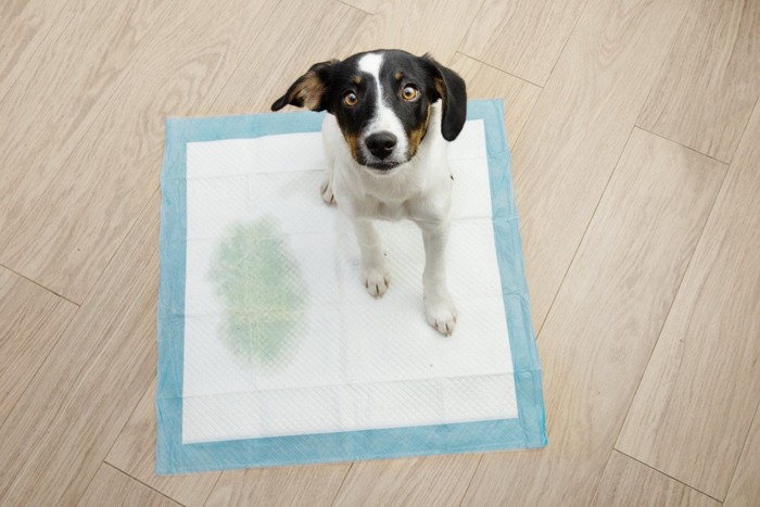 トイレシートの上から見上げる垂れ耳の犬