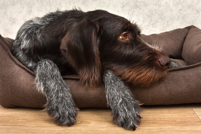 ベッドの中の犬