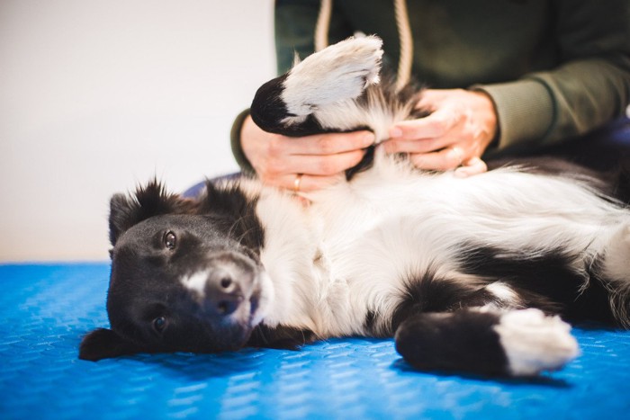 白黒の犬の腕の付け根に両手で触れる