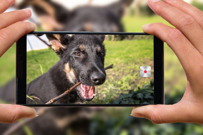 スマホで撮影される犬