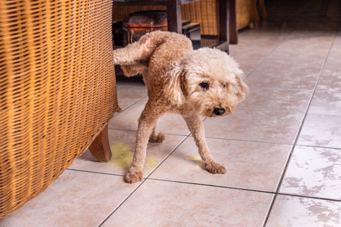 イスにおしっこする犬