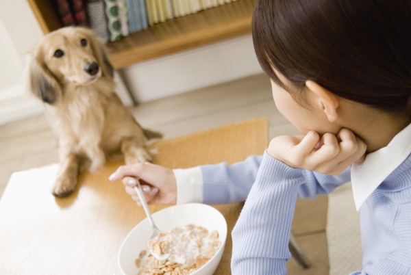 食事中の女性とそれを見るダックスフント