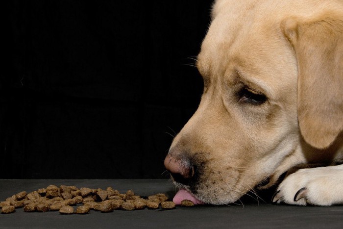 ご飯を食べている犬