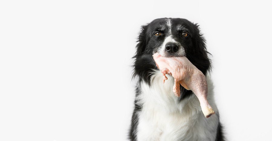 鶏肉を銜えた犬