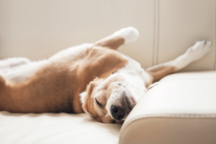 ソファでのけぞって眠る犬