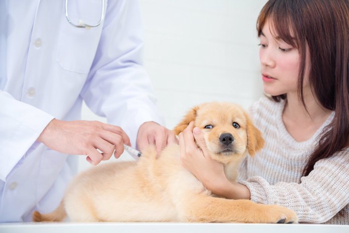 獣医師に予防接種されている子犬を抑える飼い主さん