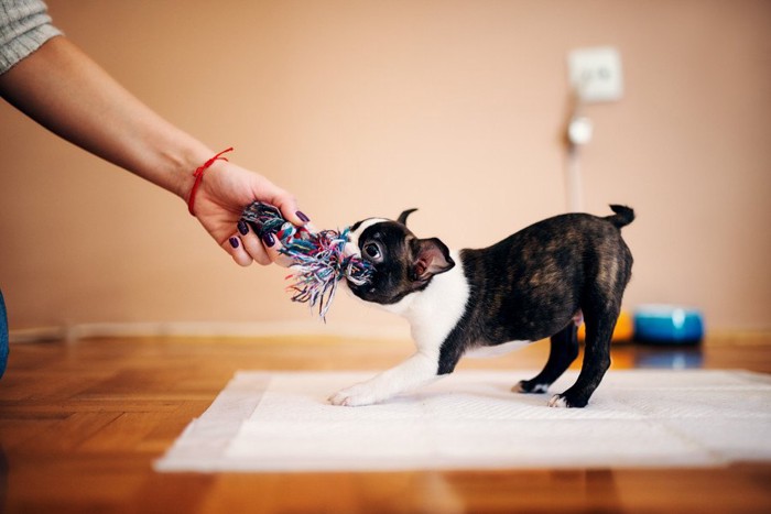 おもちゃを咬んで引っ張る犬