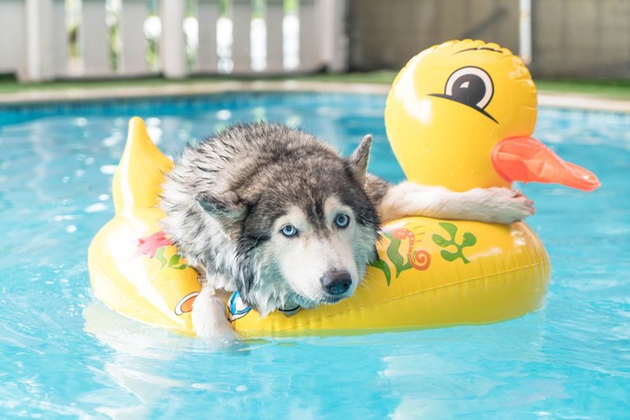 アヒルの浮き輪にしがみついてこちらを見つめている犬