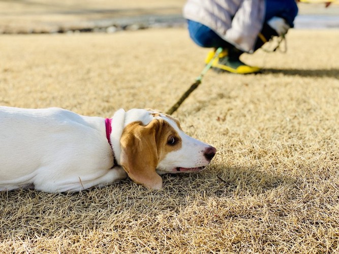 散歩中に座り込んで動かない犬